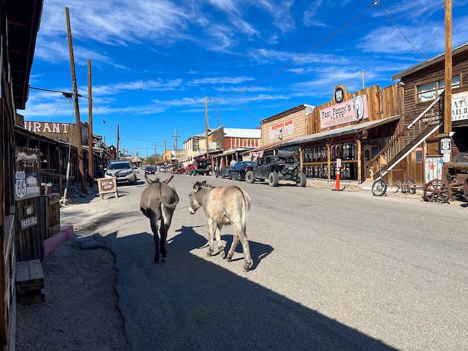 Burros de Oatman. Anabmon