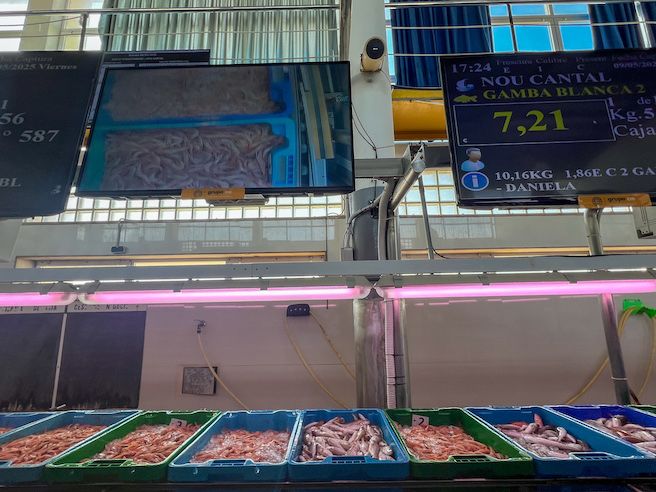 Subasta de pescado. Anabmon
